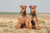WELSH TERRIER 064